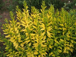    Ligustrum vulgare Aureum